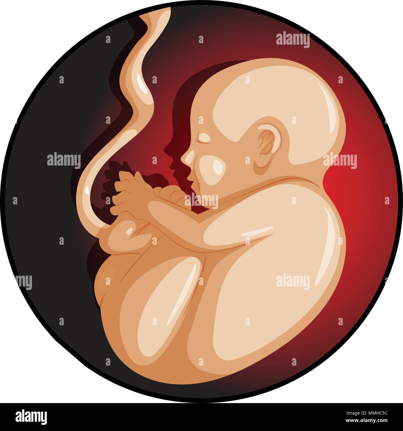 Un Bebe Dans Le Ventre De Sa Mere Illustration Image Vectorielle Stock Alamy