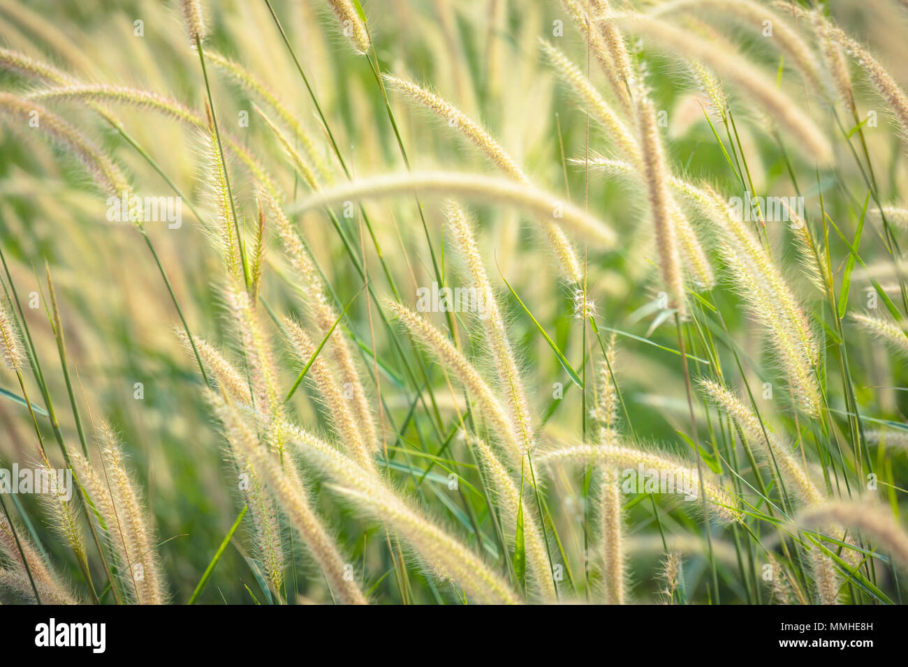 Close up de roseaux fond d'herbe. Fond d'herbe roseaux automne , texture. paysage de roseaux fond d'herbe. Banque D'Images