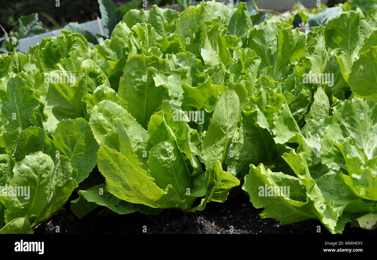 L'endive in vegetable garden Banque D'Images