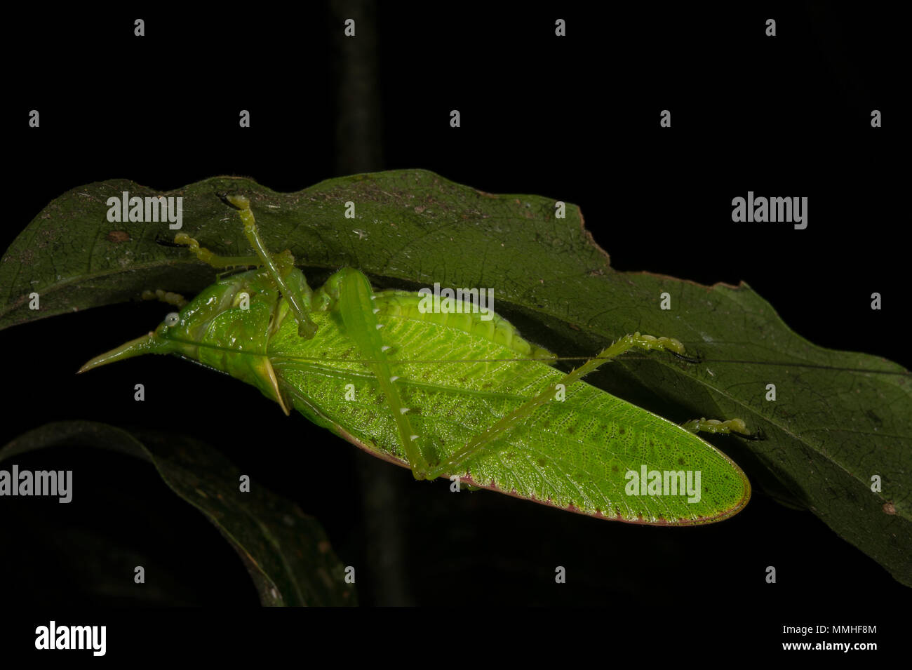 Homme Spearbearer Copiphora de rhinocéros, le rhinocéros, Tettigoniidae, Orthoptères, Forêt Nuageuse de Monteverde, Costa Rica, Amérique Centrale Banque D'Images