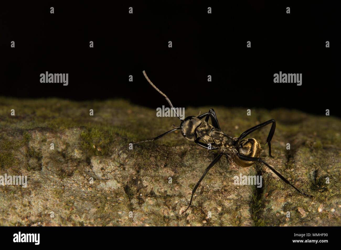 Golden fourmi Camponotus, sericeiventris, Formicidae, Parc National Carara, Costa Rica, Amérique Centrale, Amérique Centrale Banque D'Images
