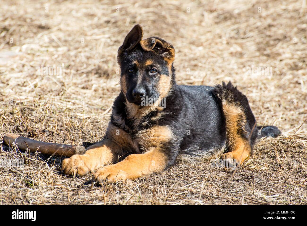 Chiot Berger Allemand Est Adorable Chiot Berger Allemand