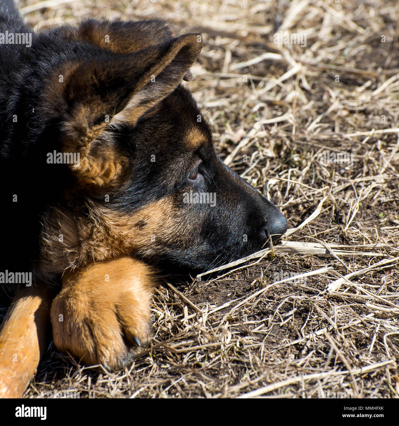 La triste d'un chiot berger allemand a l'air de côté Banque D'Images