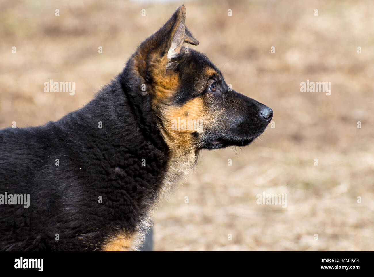 D'un chiot berger allemand a l'air de côté Banque D'Images
