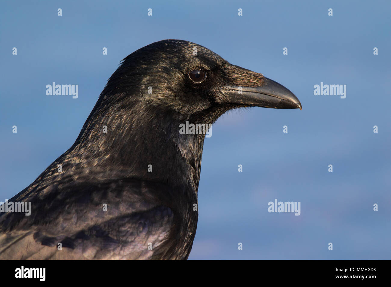Portrait d'une corneille noire (Corvus corone corone) Banque D'Images