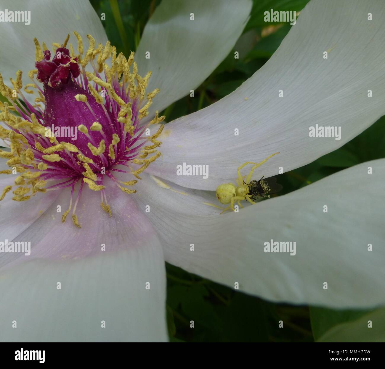 Araignée crabe (Thomisidae) sur l'usine de pivoine Banque D'Images