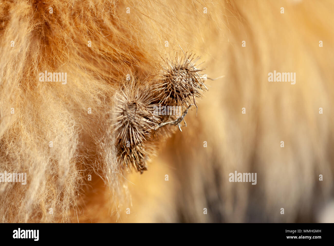Les chardons sont accrochés sur une fourrure de chien Banque D'Images