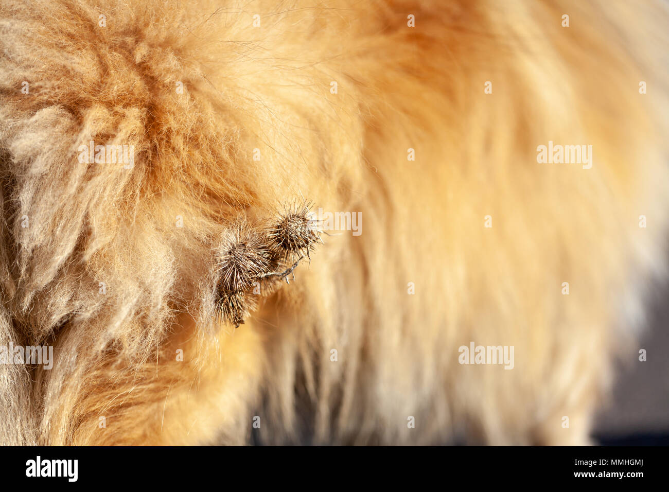 Les chardons sont accrochés sur une fourrure de chien Banque D'Images