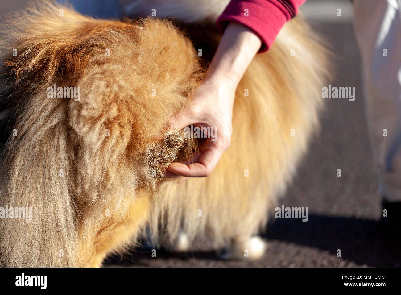 Les chardons sont accrochés sur une fourrure de chien Banque D'Images