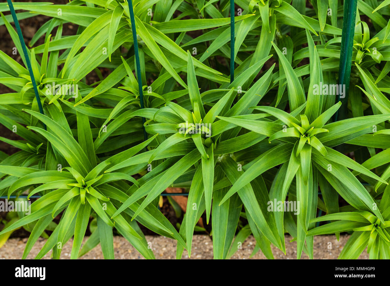 Les signes du printemps le tiger lilies sont de plus en plus grand chaque jour Banque D'Images