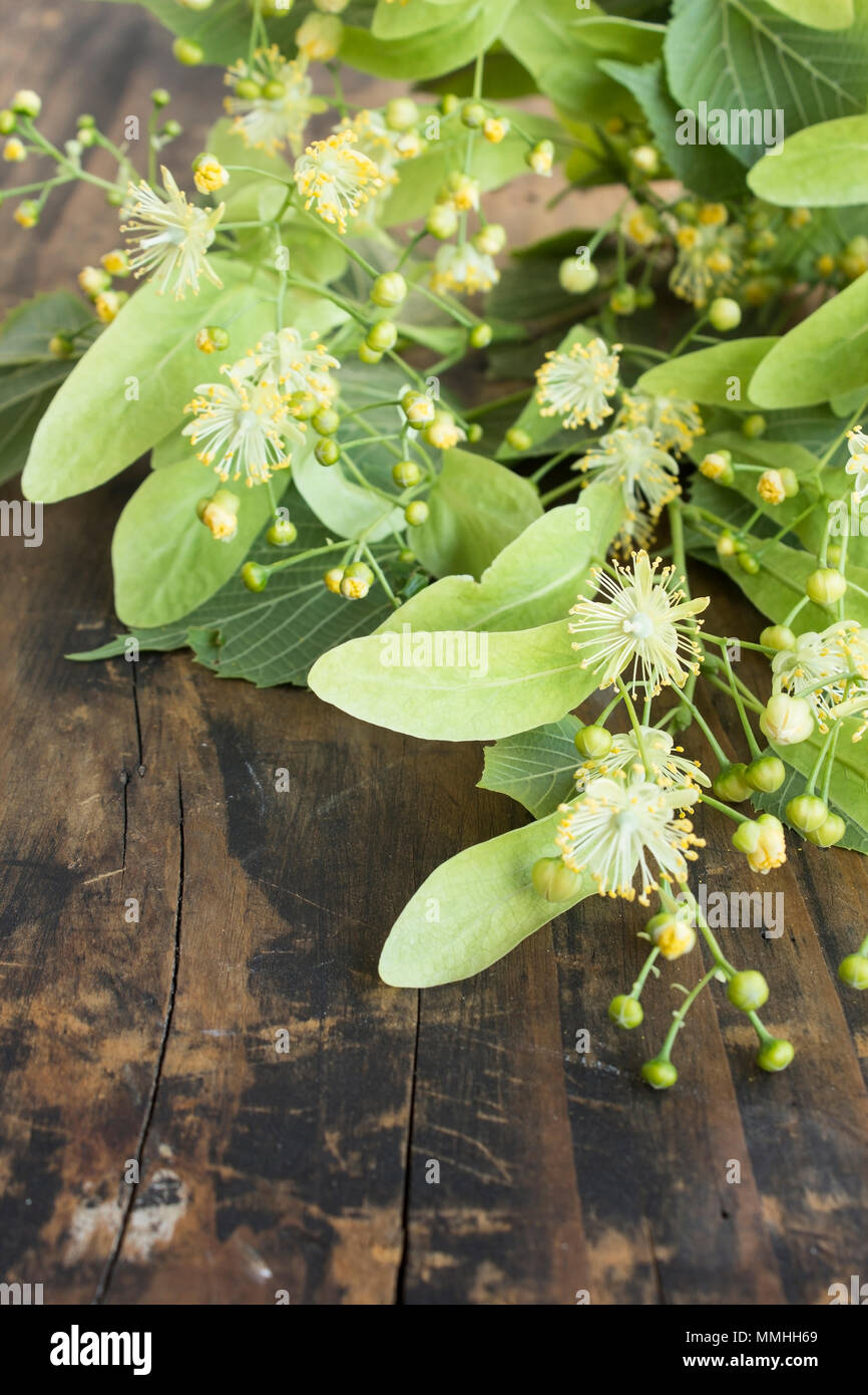 Fleurs de Tilleul sur un fond de bois rustique. Banque D'Images