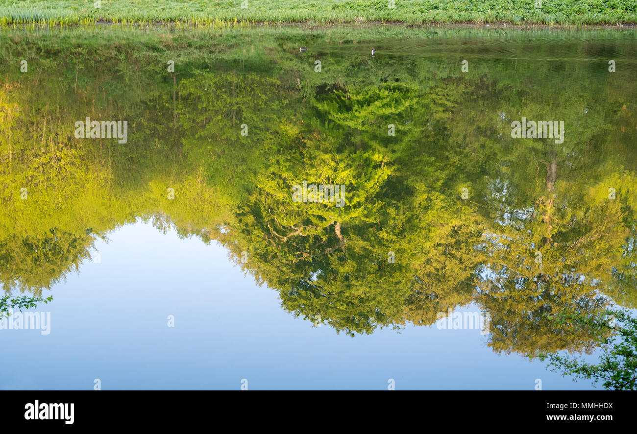 Arbres se reflétant dans le lac tôt le matin peut la lumière du soleil. Blenheim Palace, Oxfordshire, Angleterre Banque D'Images