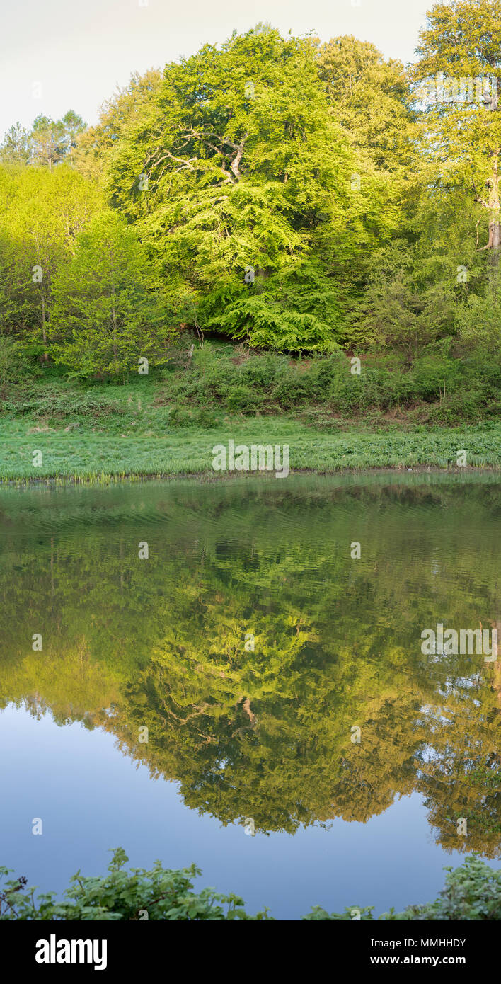 Arbres se reflétant dans le lac tôt le matin peut la lumière du soleil. Blenheim Palace, Oxfordshire, Angleterre Banque D'Images