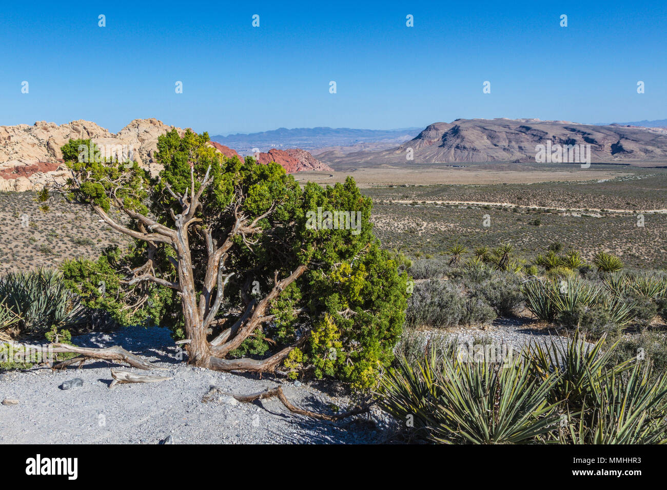 Arbre du désert le long de la piste dans le Red Rock Canyon National Conservation Area en dehors de Las Vegas, Nevada Banque D'Images