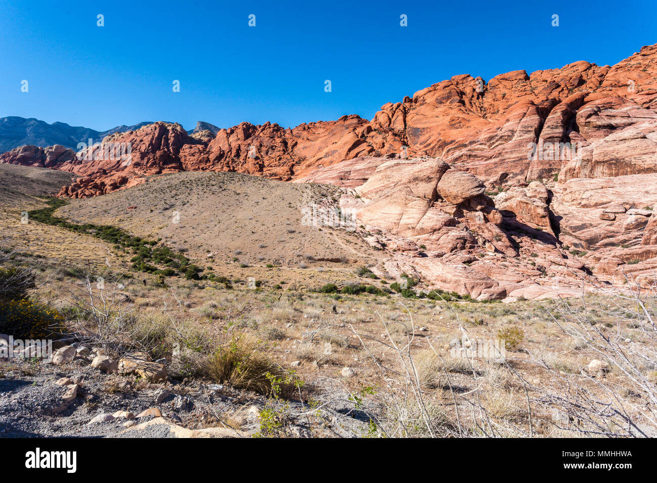 La végétation du désert et des formations rocheuses multicolores dans le Red Rock Canyon National Conservation Area en dehors de Las Vegas, Nevada Banque D'Images