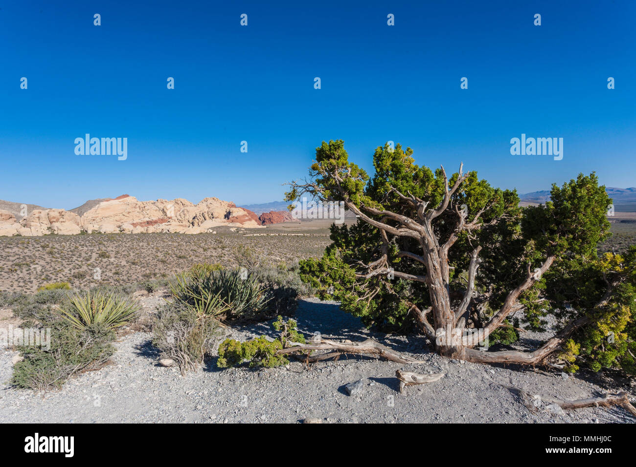 La végétation du désert et des formations de roche de grès dans le Red Rock Canyon National Conservation Area en dehors de Las Vegas, Nevada Banque D'Images