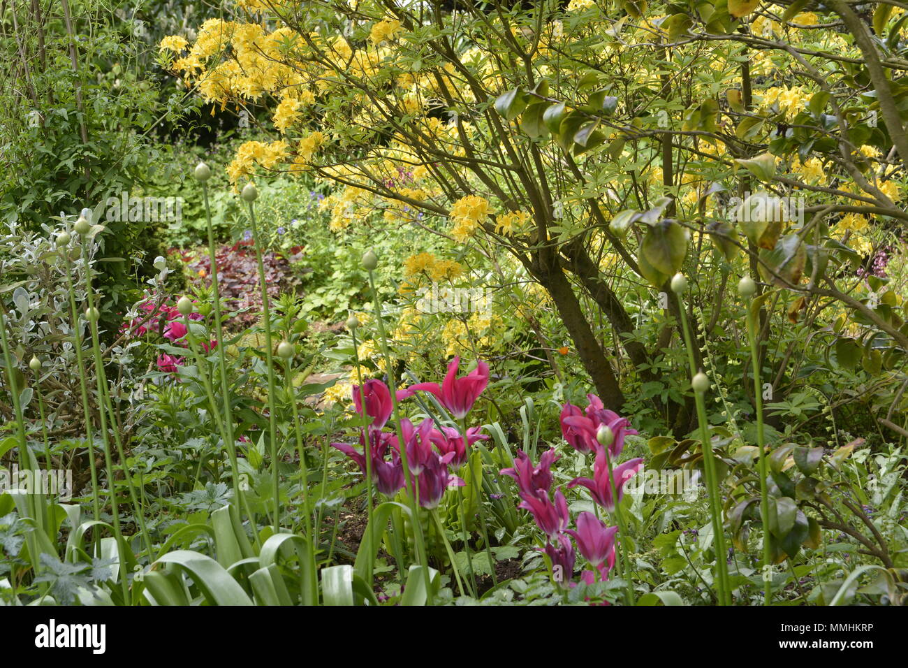 Un jardin anglais en fleurs Coton Manor, Northamptonshire Banque D'Images