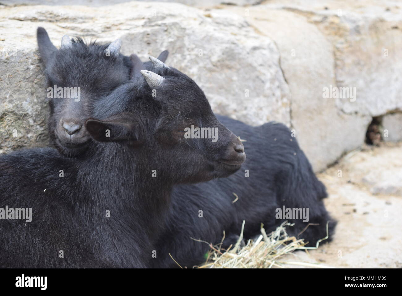 Le zoo Opel Banque D'Images