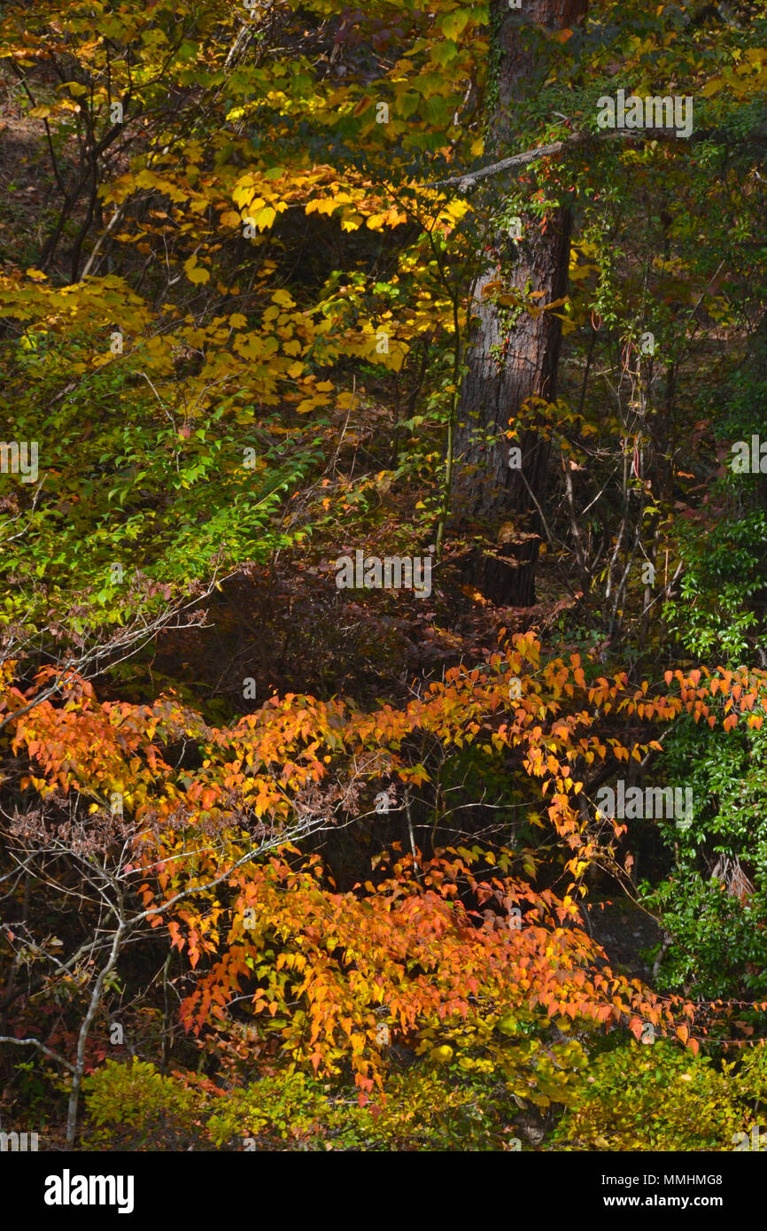 Couleurs d'automne autour de la Gorge de Shosenkyo, Japon Banque D'Images