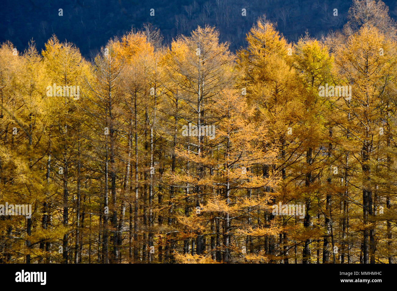 Le feuillage des arbres déciduale près du Lac Chuzenji, Nikko, Japon Banque D'Images