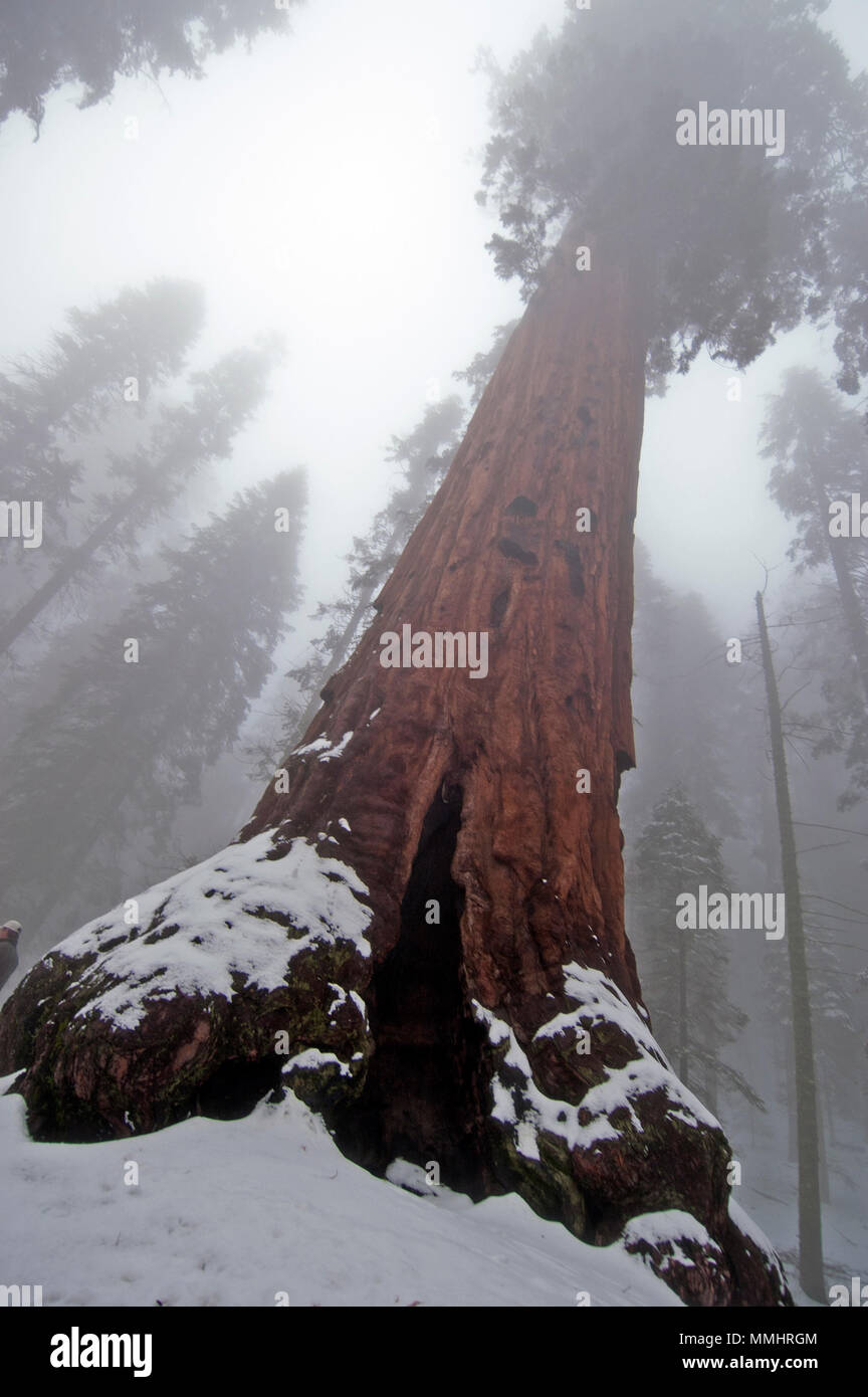 General Sherman Tree, le plus grand arbre séquoia géant dans le monde, au cours de l'hiver, Sequoia National Park, California, USA Banque D'Images