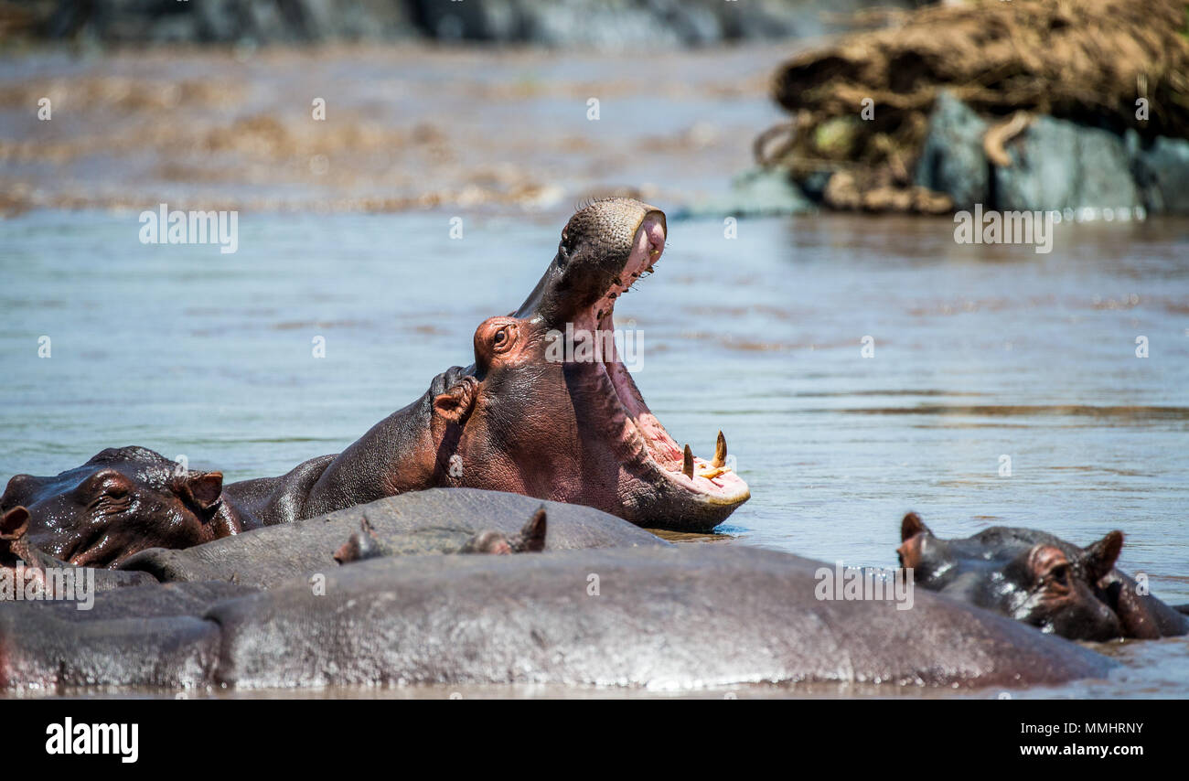 Hippo dans l'eau avec une large bouche ouverte. L'Afrique de l'Est. La Tanzanie. Le Parc National du Serengeti. Banque D'Images