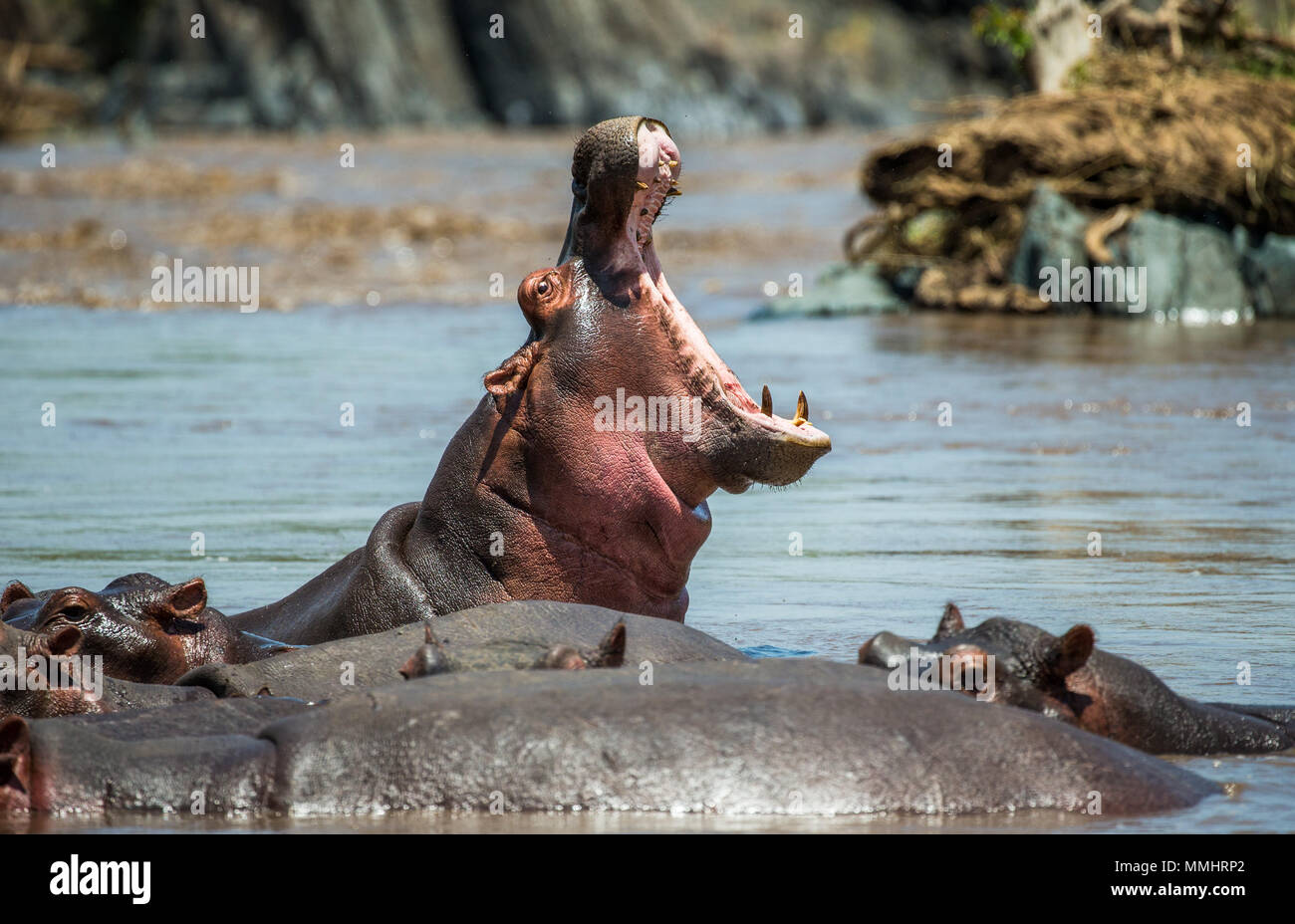 Hippo dans l'eau avec une large bouche ouverte. L'Afrique de l'Est. La Tanzanie. Le Parc National du Serengeti. Banque D'Images