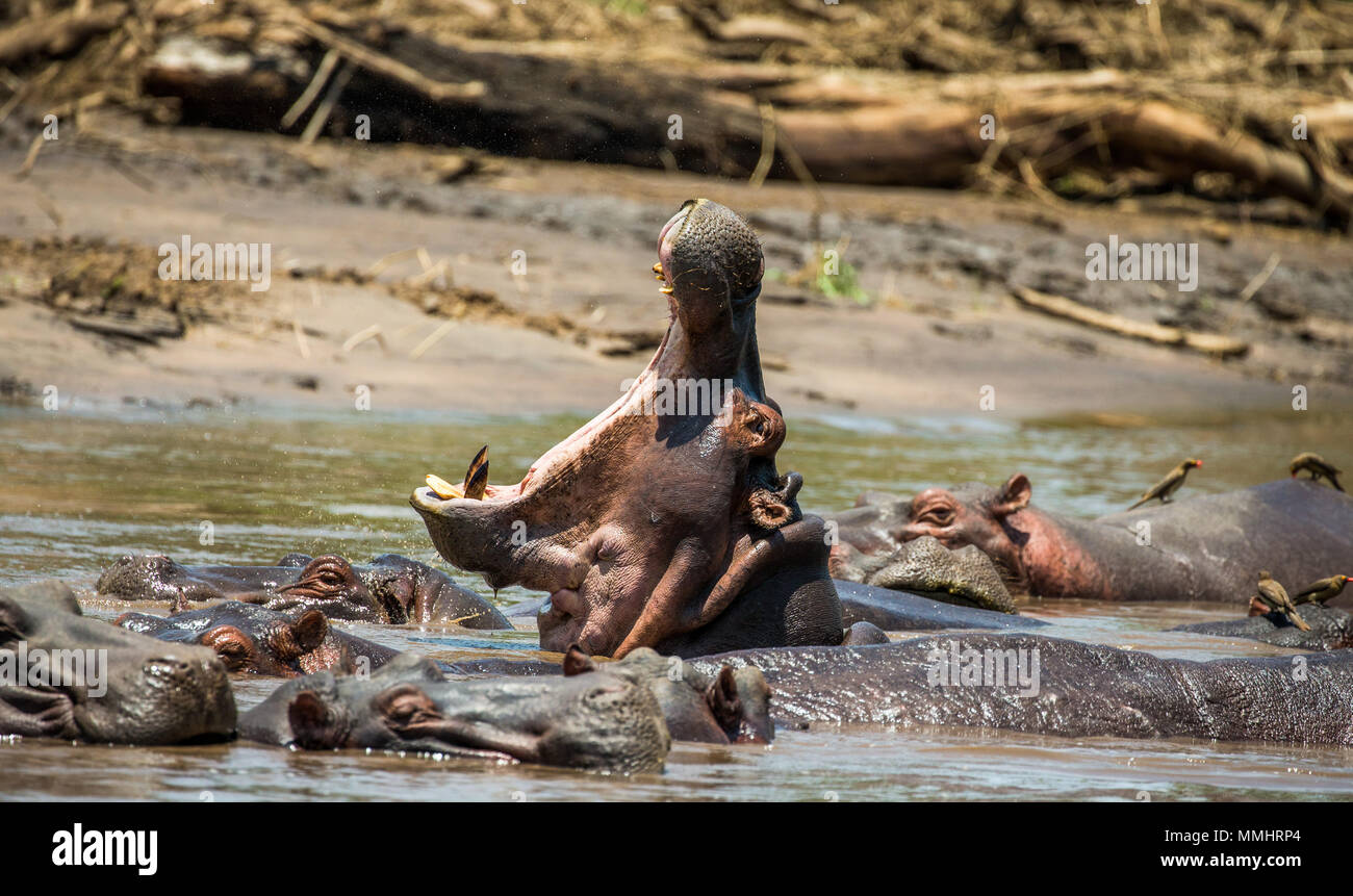 Hippo dans l'eau avec une large bouche ouverte. L'Afrique de l'Est. La Tanzanie. Le Parc National du Serengeti. Banque D'Images