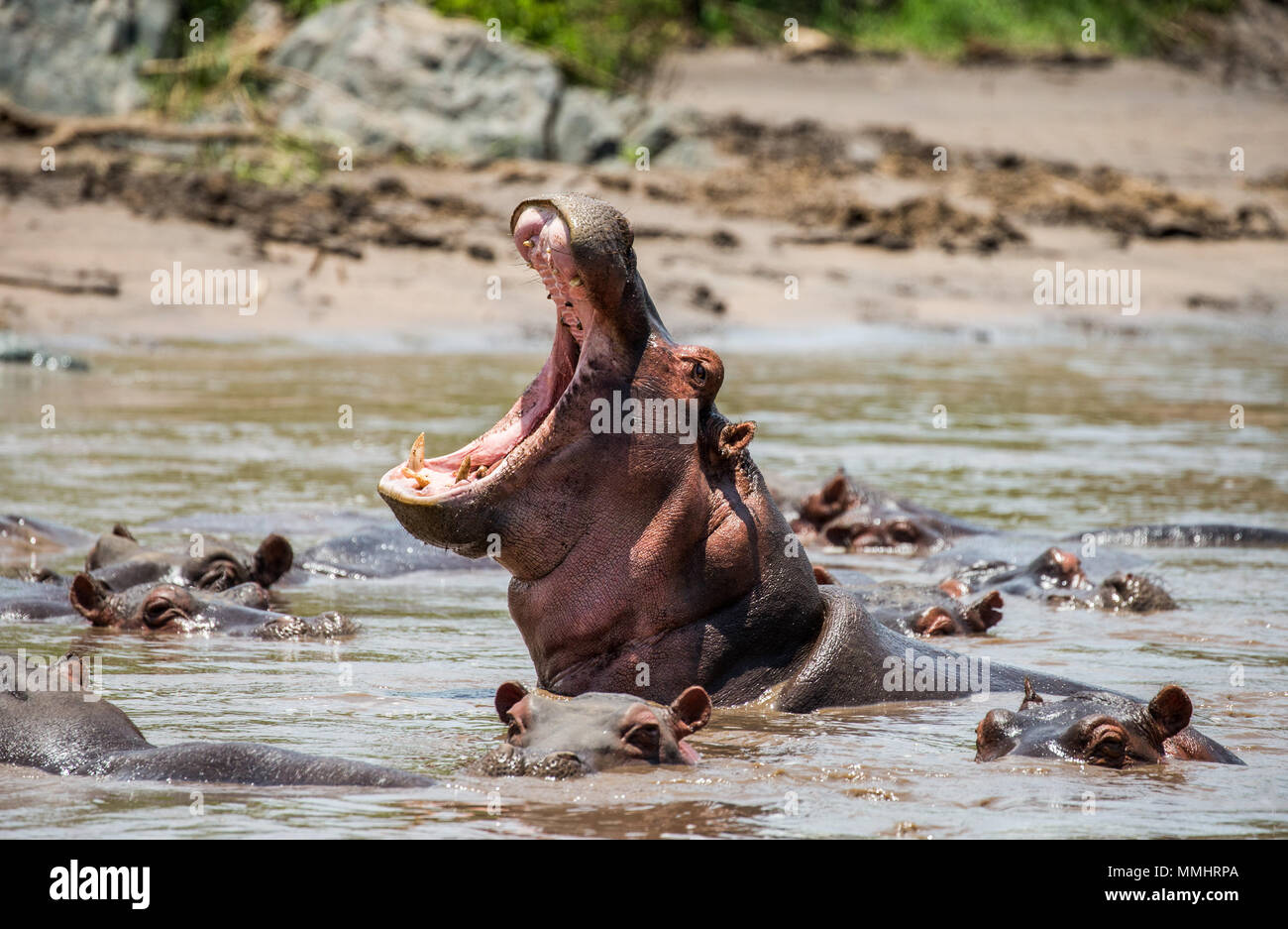 Hippo dans l'eau avec une large bouche ouverte. L'Afrique de l'Est. La Tanzanie. Le Parc National du Serengeti. Banque D'Images