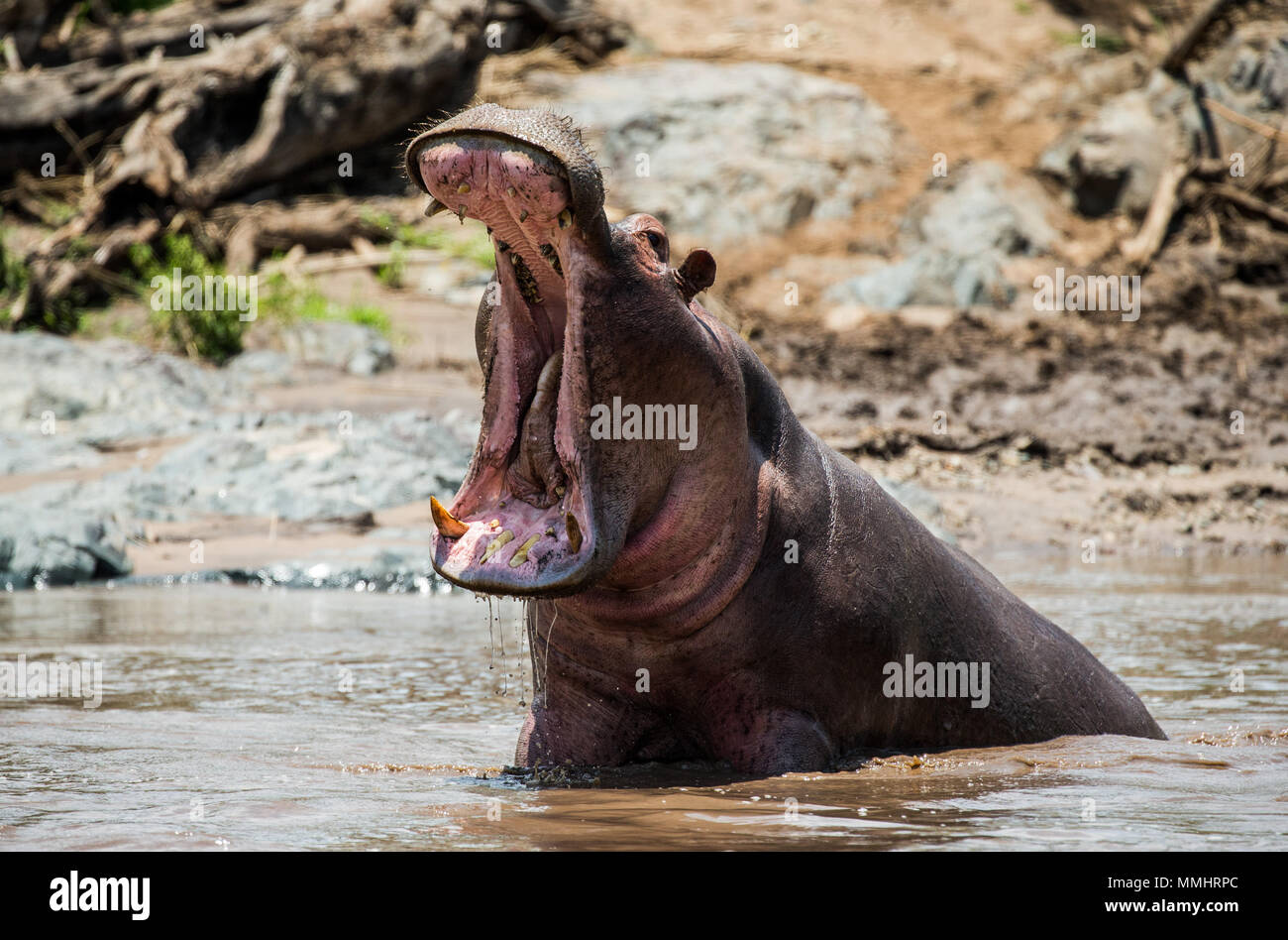 Hippo dans l'eau avec une large bouche ouverte. L'Afrique de l'Est. La Tanzanie. Le Parc National du Serengeti. Banque D'Images