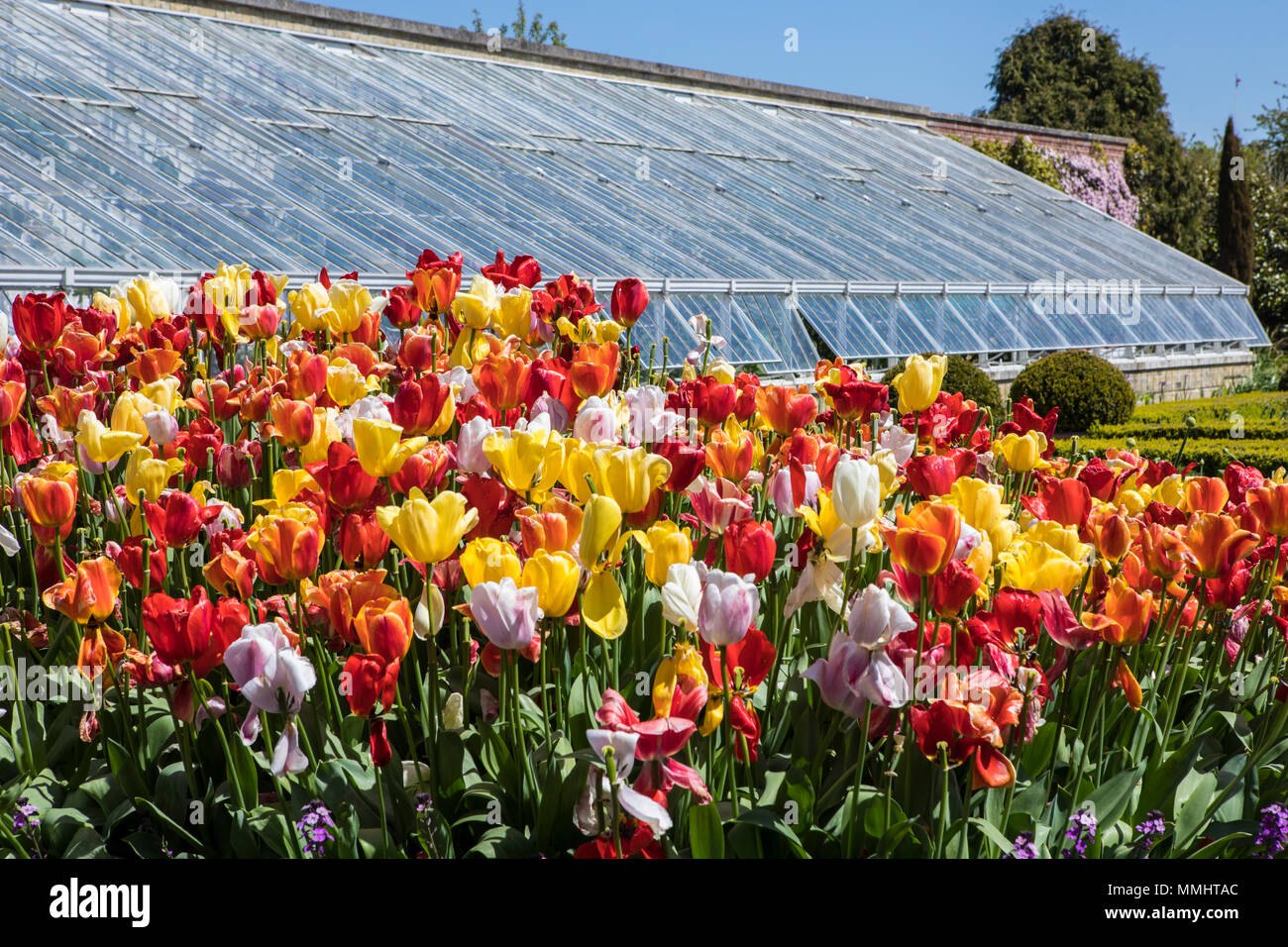 ARUNDEL, UK - 5 mai 2018 : une vue de la magnifiques tulipes dans l'un des jardins à Arundel Castle dans le West Sussex, le 5 mai 2018. Un verre de l'époque victorienne Banque D'Images