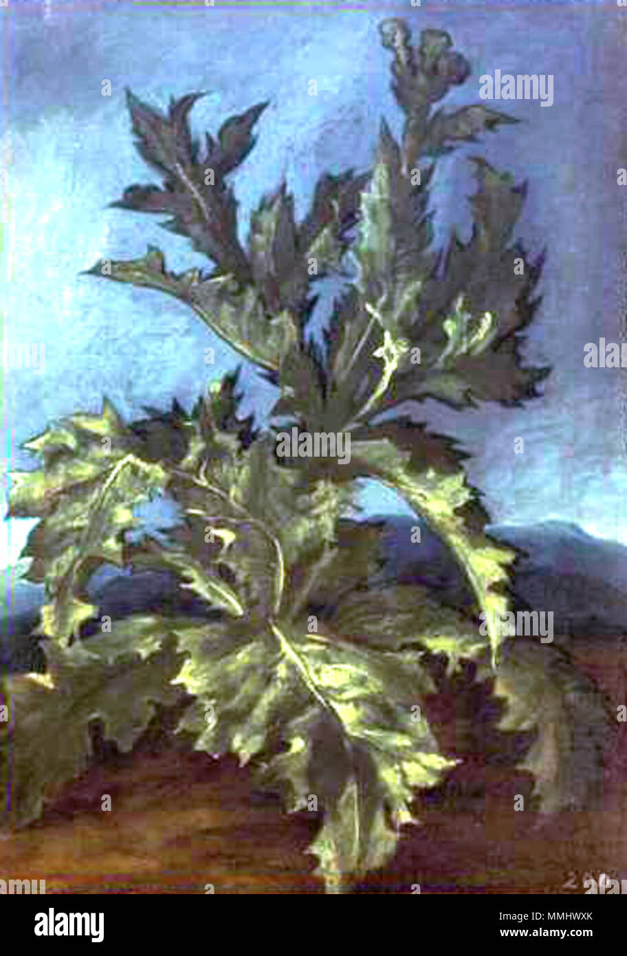 Deutsch : Distel . Deutsch : 17. Jahrhundert . Carlo Dolci 009 Banque D'Images