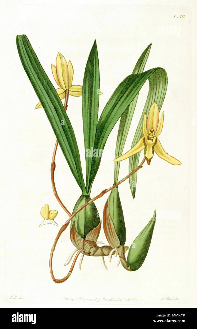 . Brasiliorchis marginata (syn. Cymbidium marginatum) . 1832. John Lindley (1799-1865) del., J. Watts sc. Brasiliorchis marginata (comme Cymbidium marginatum) - Edwards vol 18 pl 1530 (1832) Banque D'Images