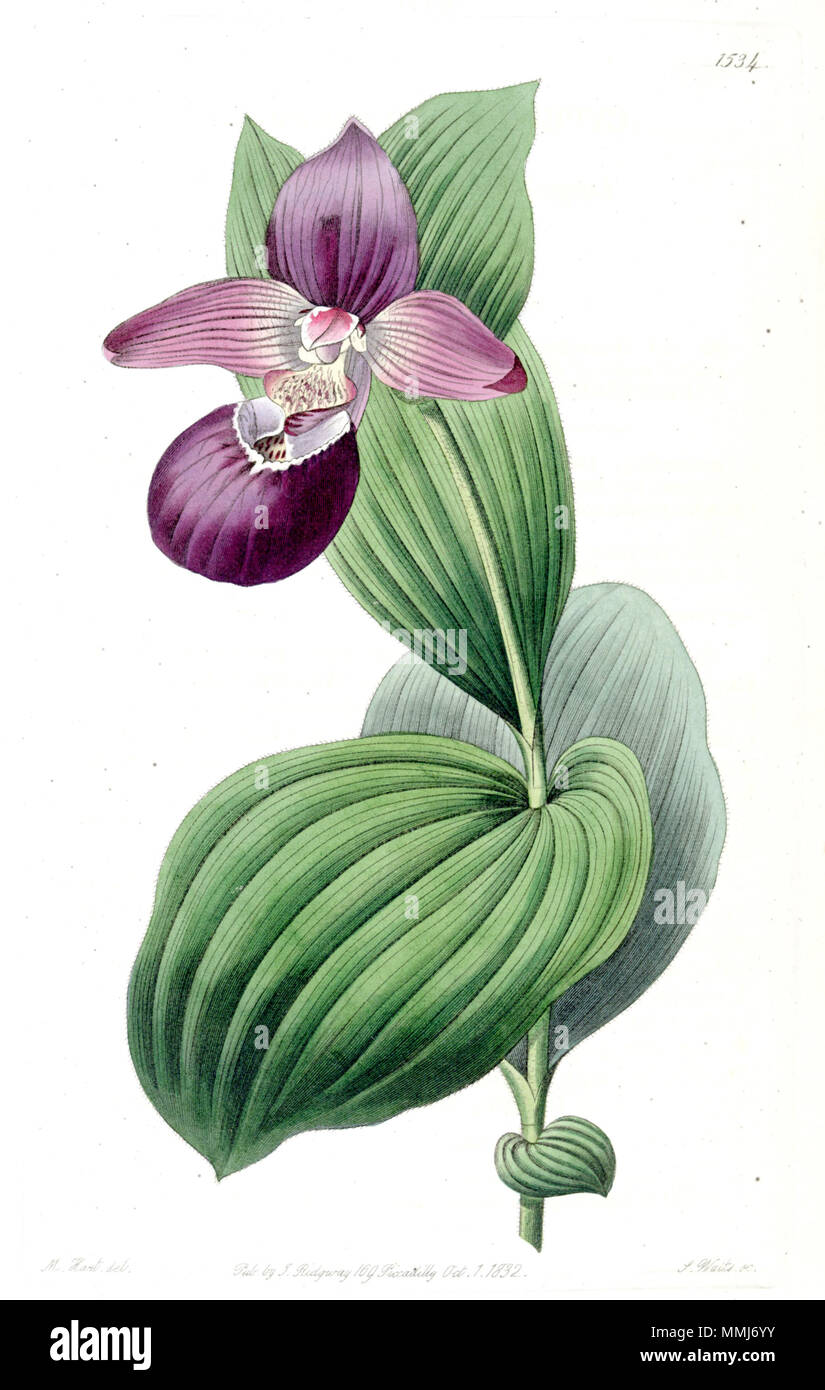 . Cypripedium macranthos . 1832. M. Hart del., J. Watts sc. Cypripedium macranthos Edwards - vol 18 pl 1534 (1832) Banque D'Images
