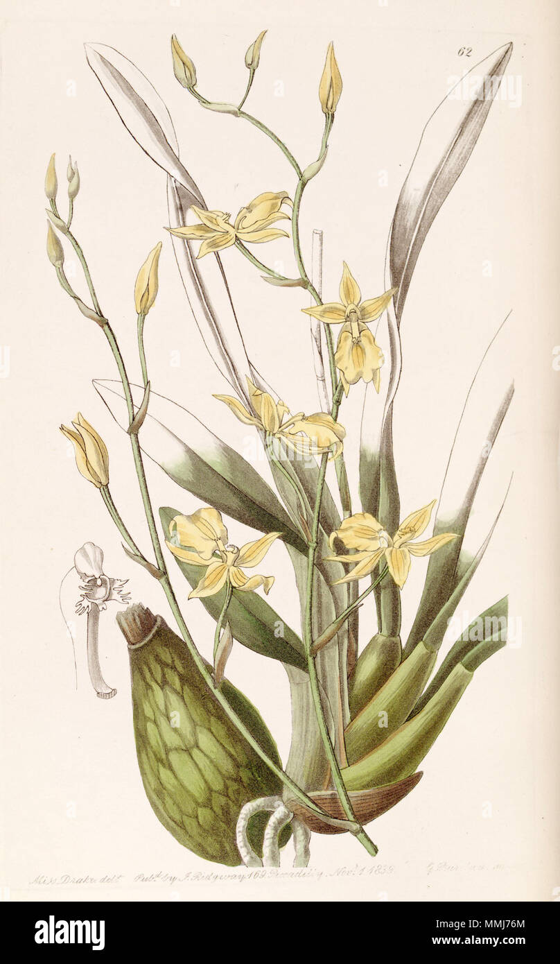 . Cyrtochilum aureum (comme syn. Mystacinum Cyrtochilum) . 1839. Mme Drake (1803-1857) del. , G. Barclay sc. Cyrtochilum aureum (comme mystacinum) Cyrtochilum - Edwards vol 25 ns (2) PL 62 (1839) Banque D'Images
