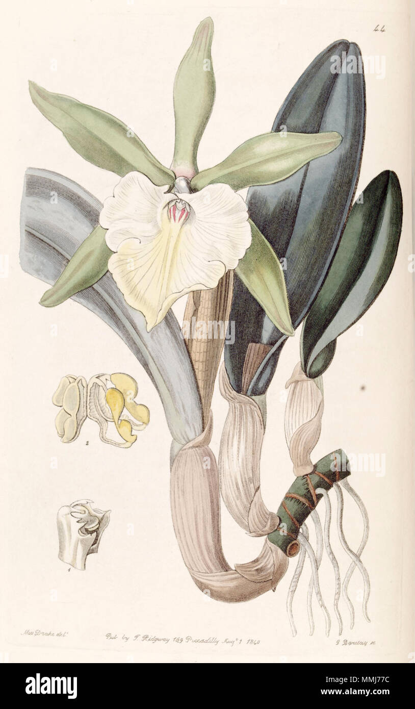 . Rhyncholaelia glauca ou Brassavola glauca . 1840. Mme Drake (1803-1857) del. , G. Barclay sc. Brassavola glauca ou Rhyncholaelia glauca - Edwards vol 26 (NS) 3 pl 44 (1840) Banque D'Images