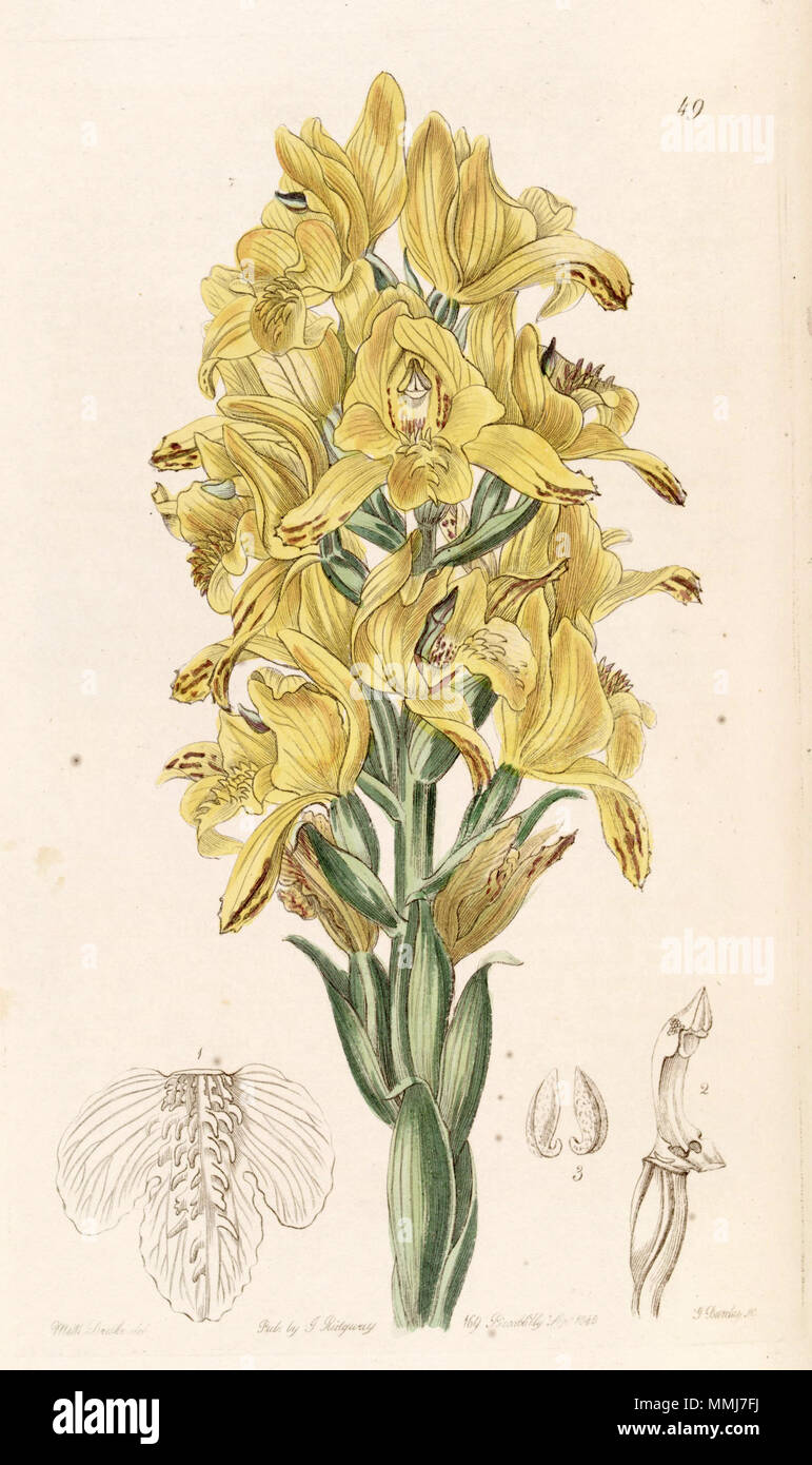 . Chloraea comme piquichen (syn. Chloraea virescens) . 1845. Mme Drake (1803-1857) del., G. Barclay sc. Chloraea (piquichen comme Chloraea virescens) - Edwards vol 31 (NS) 8 pl 49 (1845) Banque D'Images
