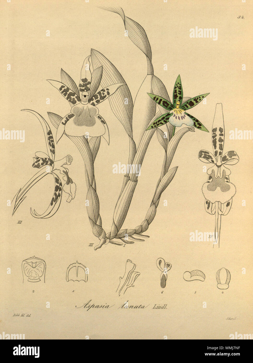 . Illustration de l'Aspasia lunata . 1858. Heinrich Gustav Reichenbach (1824-1889) Noms alternatifs Rchb.f. German-Saxon pteridologist Description, botaniste, ornithologue et enseignant à l'université Date de naissance/Décès 3 Janvier 1824 6 mai 1889 Lieu de naissance/décès Dresde Hambourg Leipzig Lieu de travail contrôle d'autorité : Q62820 : VIAF ?77066171 ISNI : ?0000 0000 8396 1069 RCAC : ?n79125882 NLA : ?Botaniste 35749194 : ?Rchb.f. WorldCat Aspasia lunata - Xenia vol 1 pl 34 (1858) Banque D'Images