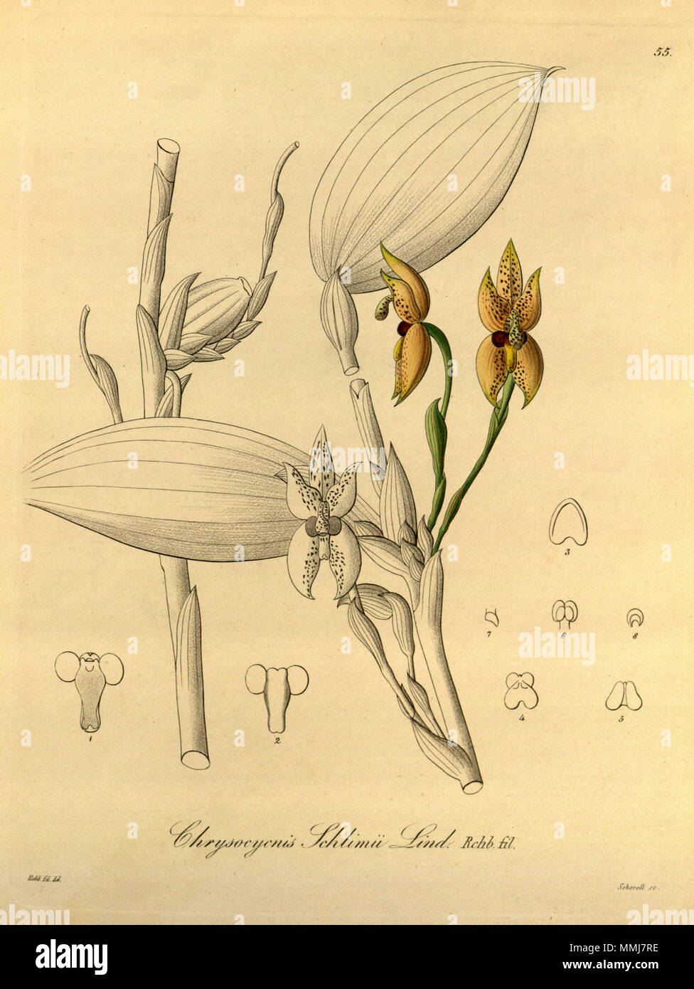 . Illustration de l'Chrysocycnis schlimii . 1858. Heinrich Gustav Reichenbach (1824-1889) Noms alternatifs Rchb.f. German-Saxon pteridologist Description, botaniste, ornithologue et enseignant à l'université Date de naissance/Décès 3 Janvier 1824 6 mai 1889 Lieu de naissance/décès Dresde Hambourg Leipzig Lieu de travail contrôle d'autorité : Q62820 : VIAF ?77066171 ISNI : ?0000 0000 8396 1069 RCAC : ?n79125882 NLA : ?Botaniste 35749194 : ?Rchb.f. Chrysocycnis schlimii WorldCat - Xenia vol 1 pl 55 (1858) Banque D'Images