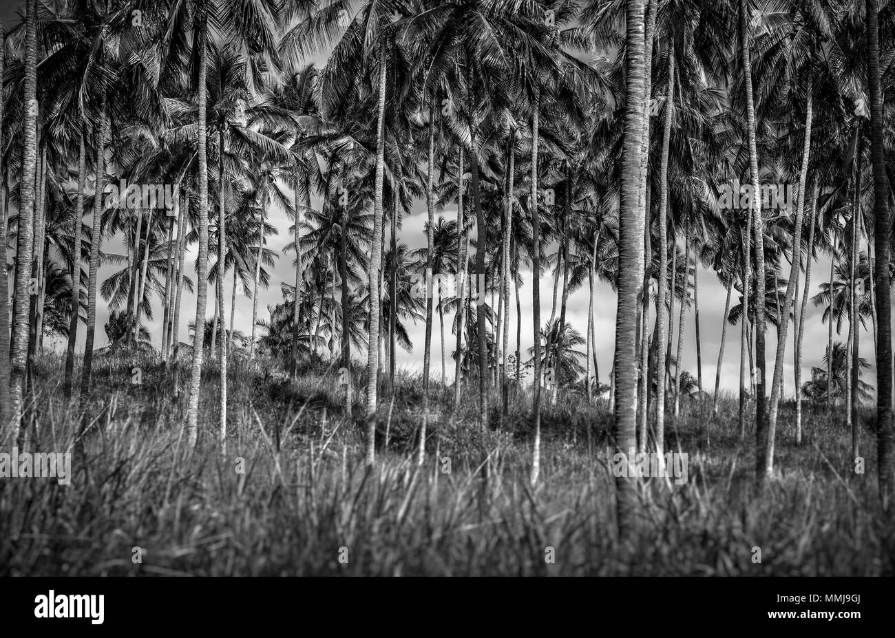 Photo en noir et blanc d'une plantation de palmiers, de nombreux beaux arbres tropicaux, ferme exotique sur le Sri Lanka, l'île tropicale Banque D'Images