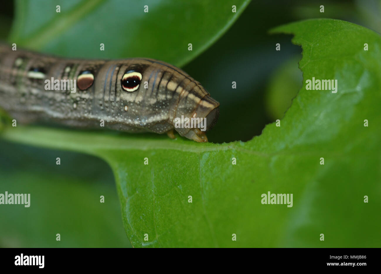 Caterpillar (ordre des Lépidoptères) comme une règle sont voraces et peuvent causer beaucoup de dommages agricoles Banque D'Images