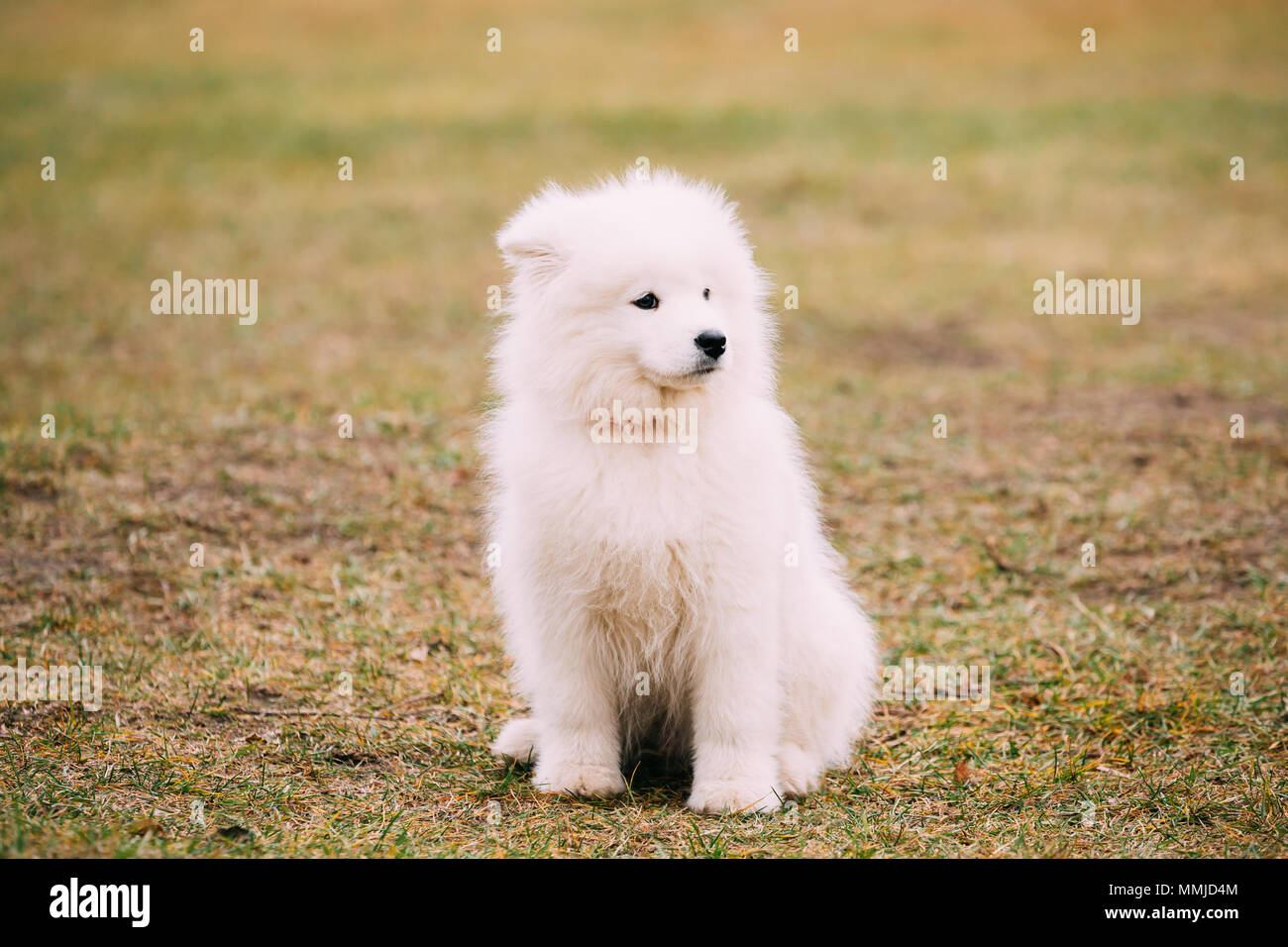 Chiot Samoyède blanc siti de plein air dans l'herbe en parc. Banque D'Images