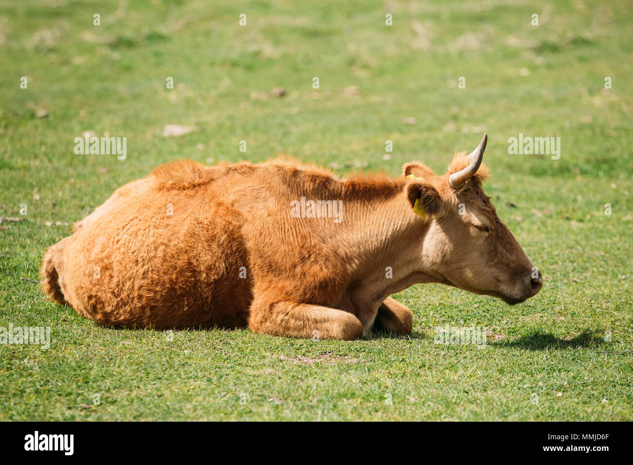 Vache rouge pâturage sur une pente de montagne verte au printemps en montagne. Prairie ou un champ avec l'herbe verte. Banque D'Images