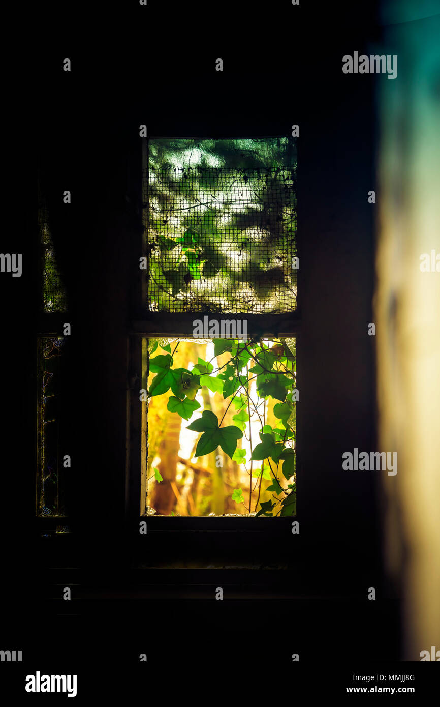 Fenêtre cassée couverte de lierre vines, entrant dans la lumière du soleil d'or Prix Banque D'Images