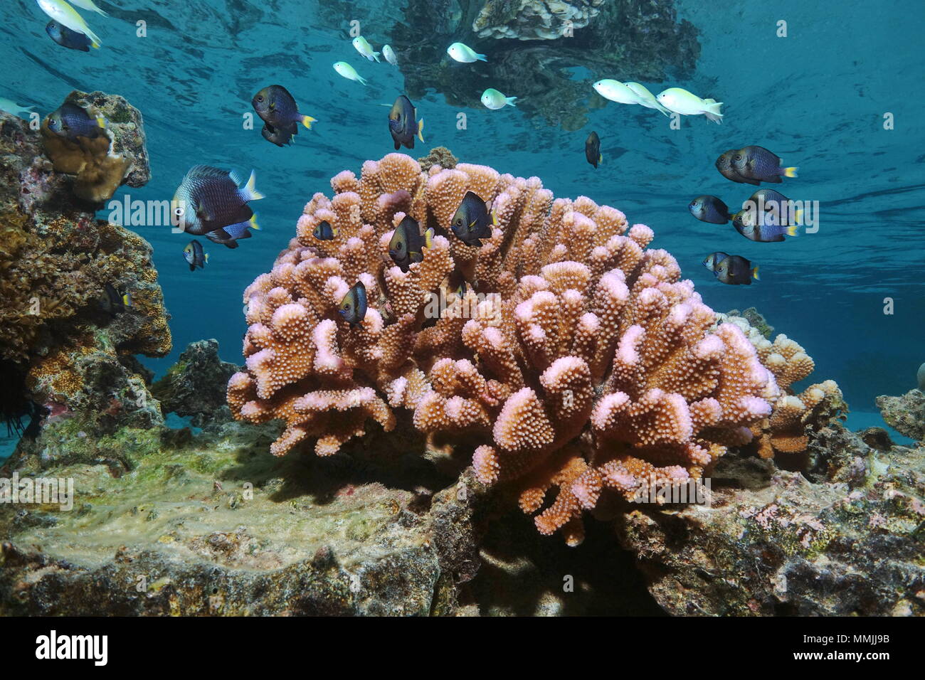 Chou-fleur rose corail avec poissons tropicaux (demoiselle) dans les eaux peu profondes, l'océan Pacifique, Polynésie française, Samoa Américaines Banque D'Images
