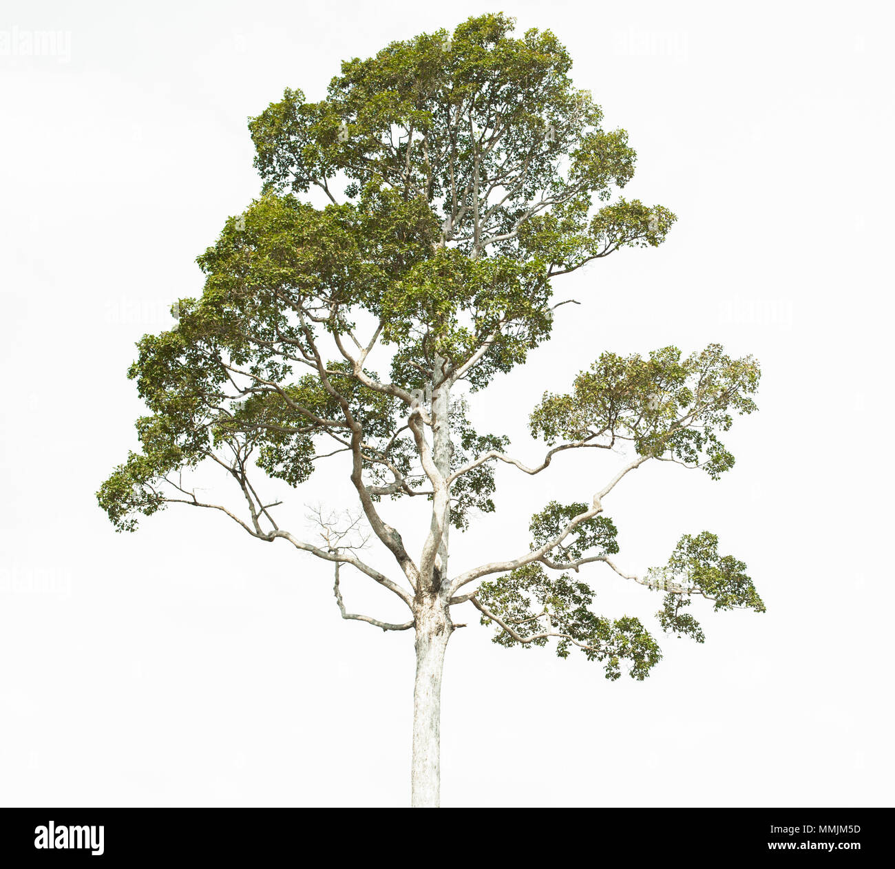 Les arbres isolés sur fond blanc Banque D'Images