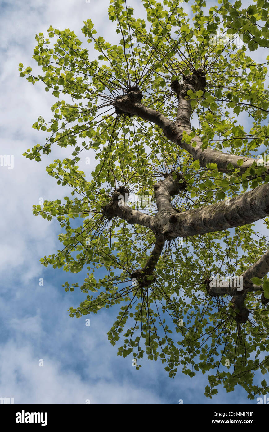 Londres (Platane Platanus x acerifolia) laisse Banque D'Images
