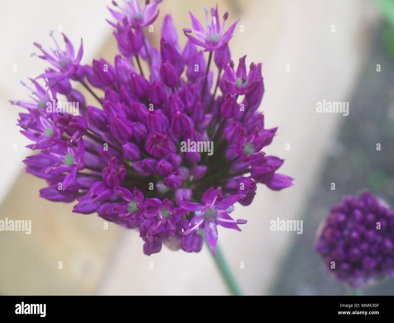 Fleurs d'Allium Purple partiellement ouvert Banque D'Images