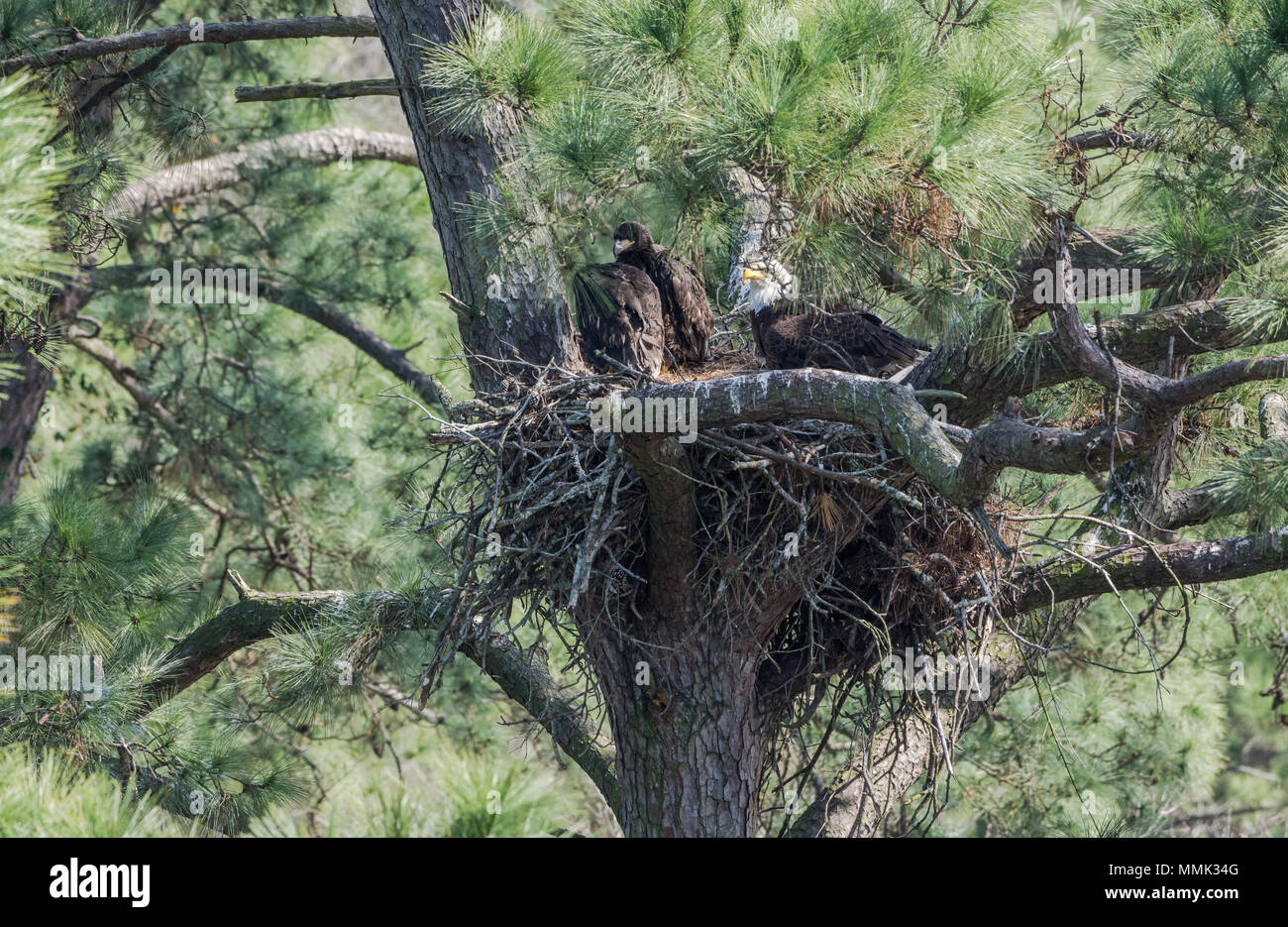 Une famille de Pygargues à tête blanche (Haliaeetus leucocephalus) , un adulte et deux jeunes, dans leur nid. Spring, Texas, USA. Banque D'Images