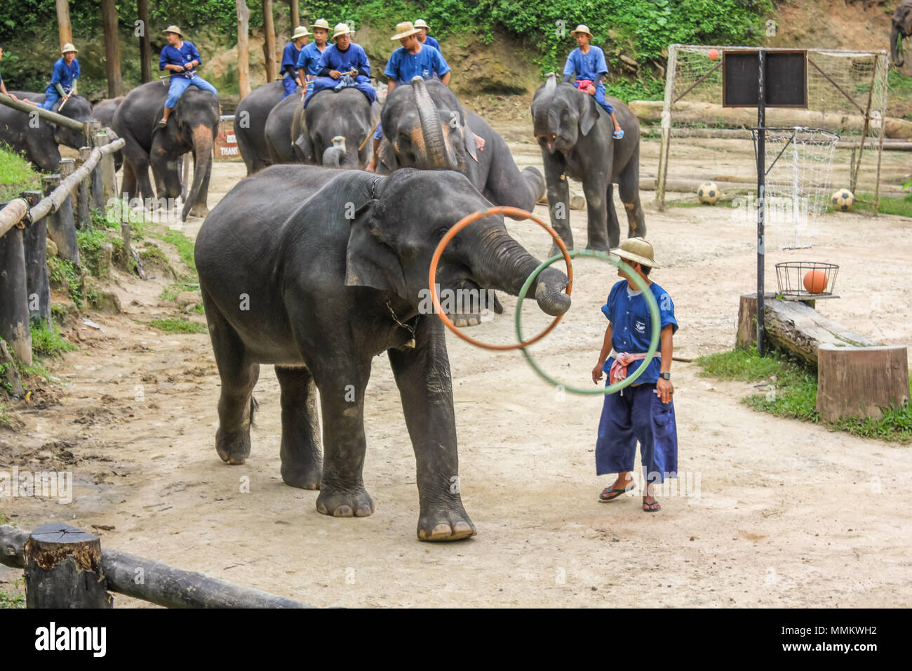 Le district de Muang, Chiang Mai, Thaïlande - Juillet 25, 2011 : lecture Elaphant hula hoop. Elephant Show at Maesa Elephant Camp. Tous les éléphants de ce sanctuaire et bien traités et nourris, et ils passent la journée avec leurs formateurs plaing et divertir les visiteurs Banque D'Images Le district de Muang, Chiang Mai, Thaïlande - Juillet 25, 2011 : lecture Elaphant hula hoop. Elephant Show at Maesa Elephant Camp. Tous les éléphants de ce sanctuaire et bien traités et nourris, et ils passent la journée avec leurs formateurs plaing et divertir les visiteurs Banque D'Images